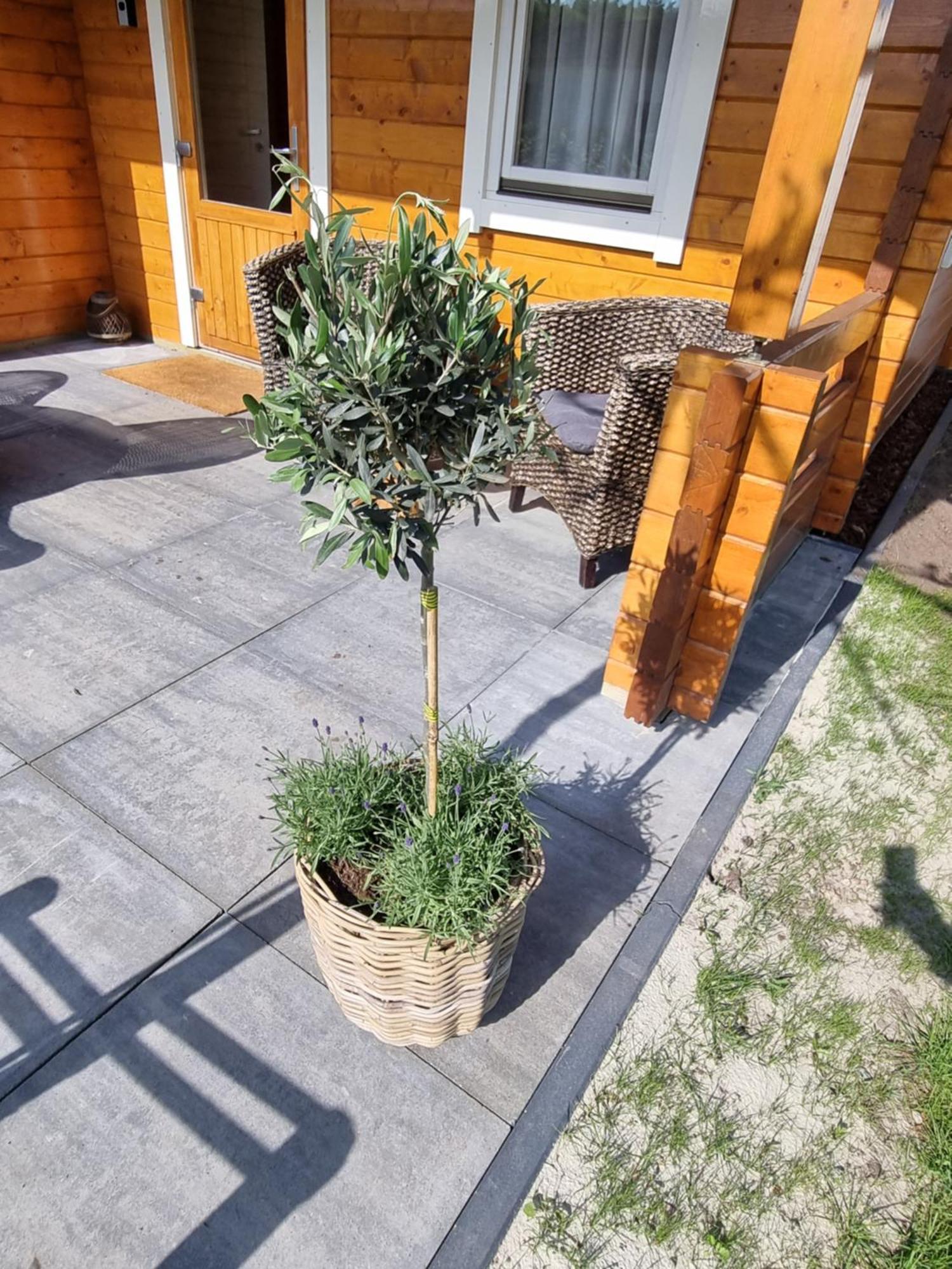 Nieuw - Luxe Blokhut Chalet In Bosrijke Omgeving Anloo Εξωτερικό φωτογραφία