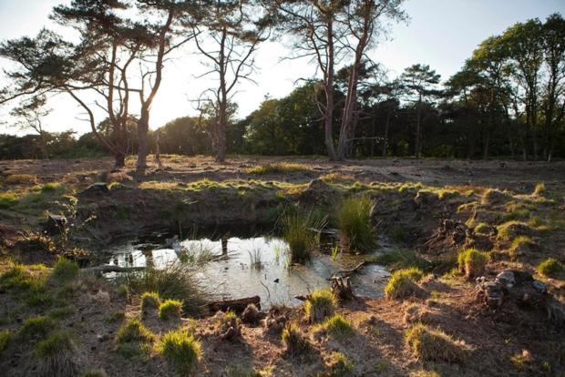 Nieuw - Luxe Blokhut Chalet In Bosrijke Omgeving Anloo Εξωτερικό φωτογραφία